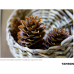Tamron 24mm f/2.8 Di III OSD M 1:2 Lens for Sony E