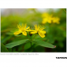 Tamron 24mm f/2.8 Di III OSD M 1:2 Lens for Sony E